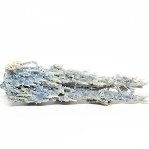 May include: A blue and white agate geode with a unique, branching, crystalline structure. The geode is a natural formation with a rough, textured surface.