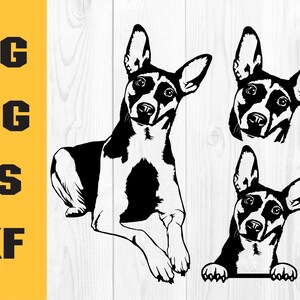 Rat Terrier Dog SVG, Dog, Pet, Man&#39;s Best Friend, Pet Portrait, little dog, Download Printable Art Png,Breed Dxf, Head, Design