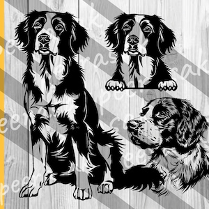 Brittany Spaniel svg, Dog svg files for cricut, Cute Face Head, Hunting breed DXF vector, Brittany Spaniel Dog svg, Brittany Dog svg