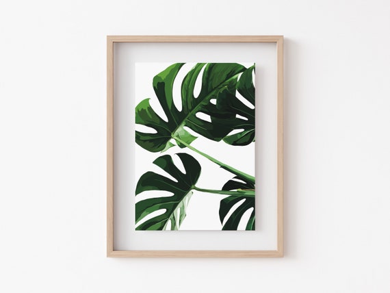 philodendron heartleaf variegated Variegated Philodendron Mican Cuttings - Velvet Heartleaf
