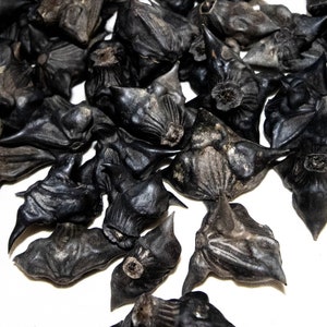 100 Bat Nuts, Devil Pod Seeds, Caltrop, Devil Head, Crafting, Beading, Spiritual, witch seeds, Pagan, Horn nut, water chestnuts