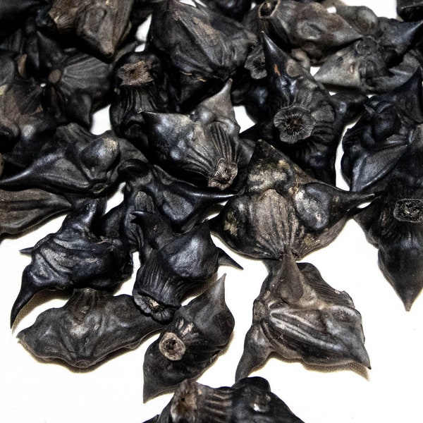 100 Bat Nuts, Devil Pods, Caltrop, Devil Head, Crafting, Beading, Spiritual, witch seeds, Pagan gift, Spike nut, buffalo nuts, protection