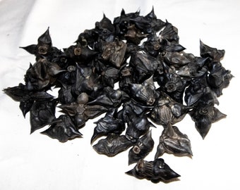 50 Water Chestnut Seeds, Bat Nuts, Devil Pod Seeds, Caltrop, Devil Head, Crafting, Beading, Spiritual, Horn nut, Pagan