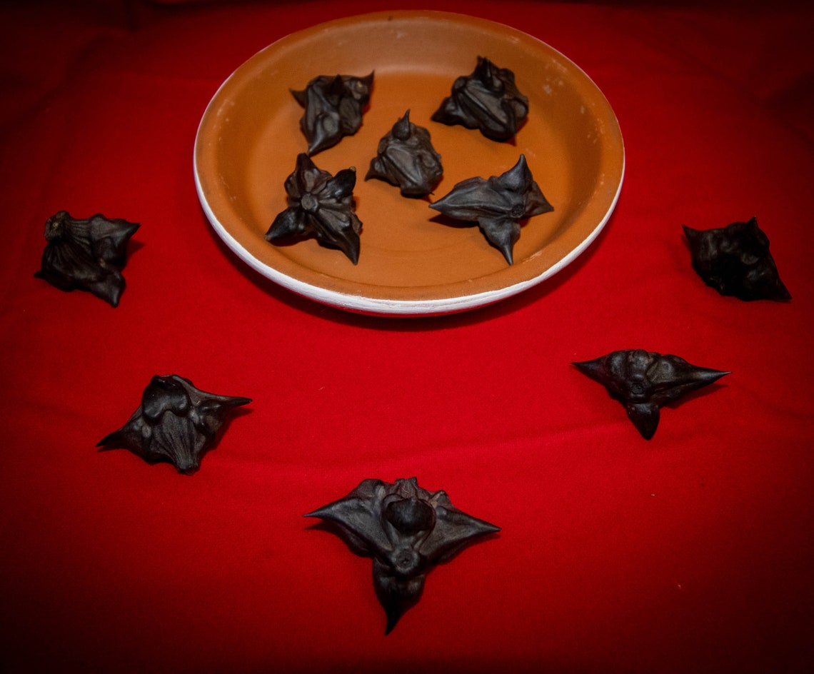 50 Water Chestnut Seeds Bat Nuts Devil Pod Seeds Caltrop Etsy Australia