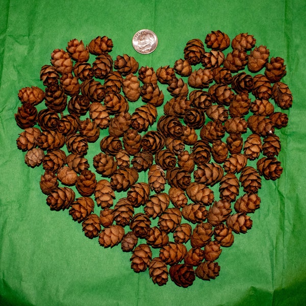 200 Hemlock pinecones for crafting, woodland party decor, Northwoods decor, cabin crafting, rustic wedding, floral filler, Fire starters