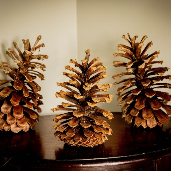 3 Huge Jumbo pinecones.  Nature Decor, Crafting, Altar, Spiritual uses, Symbol of everlasting life, woodsy, 8 inches tall, 5 inches wide