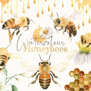 Watercolor Honeybee Clipart Bundle. Summer Clipart. Watercolor flower digital Graphics. Honey Bees, Honey Jar, Honey Drips. Commercial Use.