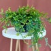 see more listings in the Four Inch Plants section