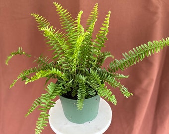 6" Kimberly Queen Fern (Nephrolepis obliterata) Plant