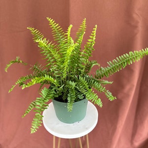 6" Kimberly Queen Fern (Nephrolepis obliterata) Plant