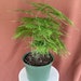 see more listings in the Six Inch Plants section