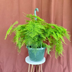 8" Plumosa | Asparagus Fern | Live Plant | Hanging Basket