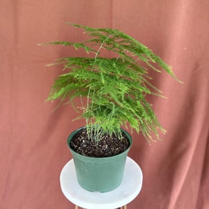 6" Potted 'Plumosa' | Asparagus Fern | Live Plant | Nursery Grown