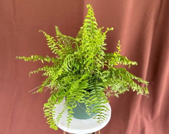 6" Boston Fern 'Nephrolepis exaltata' Live Plant