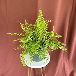 May include: A green potted fern plant on a white round table with gold metal legs. The table is on a red background.