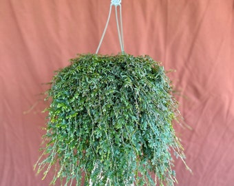 8" Rainbow | Peacock Spikemoss Fern | (Selaginella Uncinata) | Live Plant | Hanging Basket