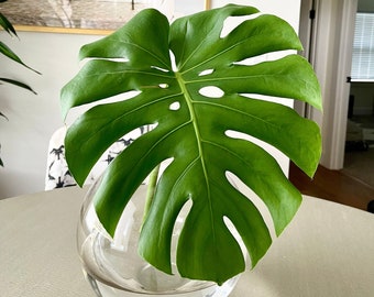 Live Plant | Monstera Deliciosa | 4" Growers Pot | Split Leaf Philodendron
