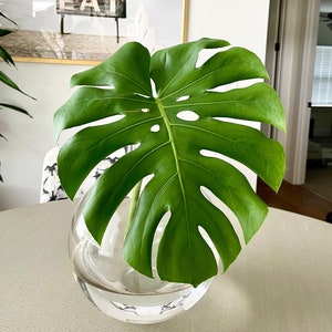 May include: A single large green monstera leaf in a clear glass vase on a light gray table. The leaf is partially obscured by the vase.
