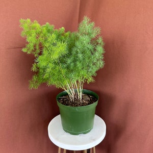 6&quot; Ming Fern |Asparagus Macowanii | Live Plant