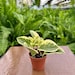see more listings in the Two Inch Plants section