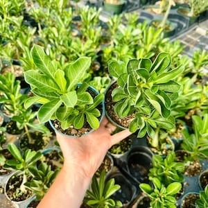 Two Live Desert Rose Plants in 4” Pots | Adenium Obesum | Drought Tolerant Succulent with Thick Trunk & Bold Blooms