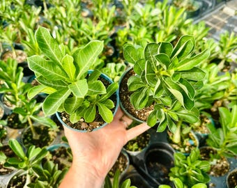 Two Live Desert Rose Plants: Adenium Obesum, Drought Tolerant Succulents