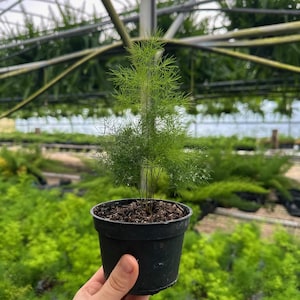 May include: A small green potted plant with thin, feathery leaves. The plant is in a black plastic pot and is surrounded by other plants in a greenhouse setting.