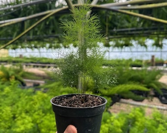 4" Ming (Asparagus Myriocladus) Fern Plant