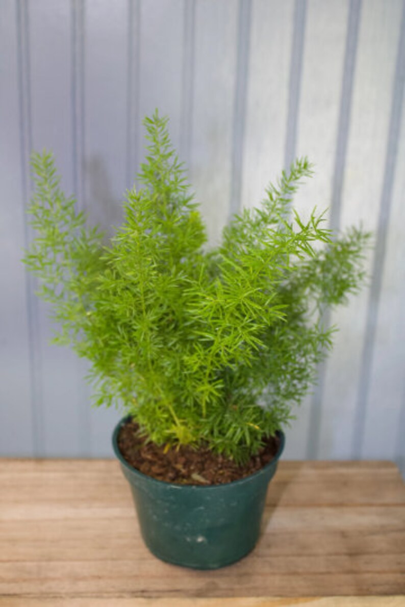 20 SEEDS Foxtail asparagus Meyeri Fern Etsy