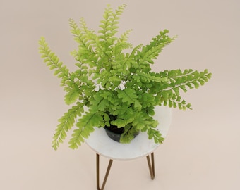 4" American Maidenhair | Adiantum Pedatum | Live Plant