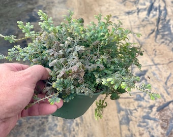 6" Peacock Fern | Rainbow Spikemoss | (Selaginella Uncinata) | Live Plant | Fairy Garden | Terrarium