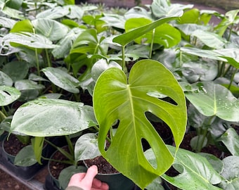Live Plant | Monstera Deliciosa | 6" Growers Pot | Split Leaf Philodendron
