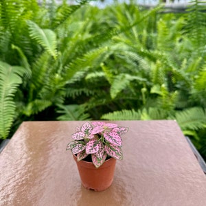 2" Polka Dot Plant | Hypoestes Phyllostachya | Pink | Starter Plant | Fairy Garden | Terrarium | Live Plant