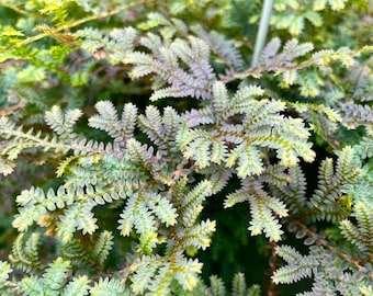 5 COLORFUL CUTTINGS: Peacock Rainbow Spikemoss Fern (Selaginella Uncinata) | Live Plant | Fairy Garden | Great for Terrariums | Propagation