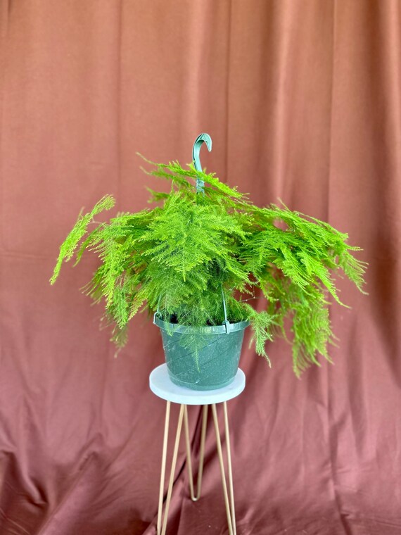 8" Plumosa | Asparagus Fern | Live Plant | Hanging Basket