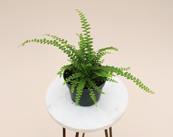 4" Lemon Button | Nephrolepis cordifolia ‘Duffii’ | Live Plant