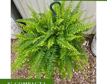 8" Boston Compacta Fern | (Nephrolepis exaltata) | Live Plant | Event Plant | House Plant