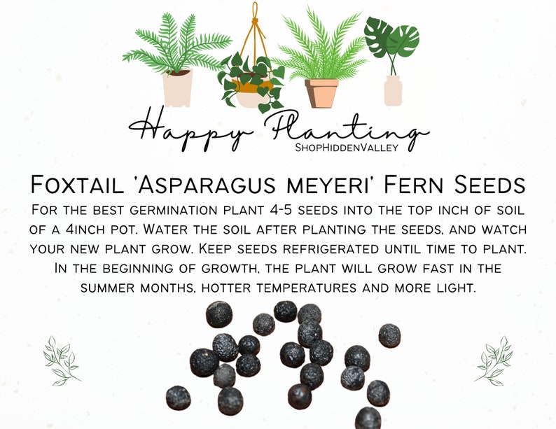 20 SEEDS Foxtail asparagus Meyeri Fern Etsy