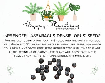 20 SEEDS: Sprengeri Fern 'Asparagus Densiflorus'