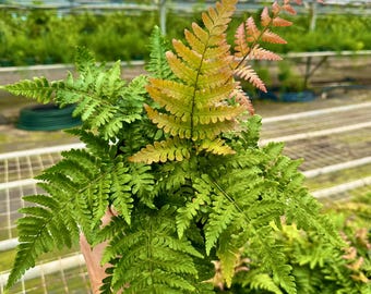 6” Autumn Fern | Dryopteris Eythrosora | Live Plant | Japanese Shield Fern
