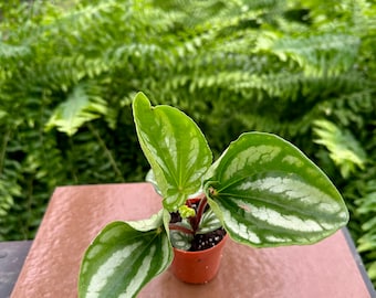 2" Peperomia Ecuador | Live Plant | Starter Plant