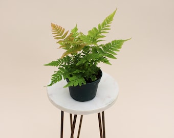 4" Autumn Fern | Dryopteris Erythrosora | Live Plant