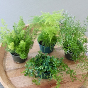 4&quot; Fern Bundle- Any 2 Plants, Plumosa, Sprengeri, Ming, Rainbow, Foxtail