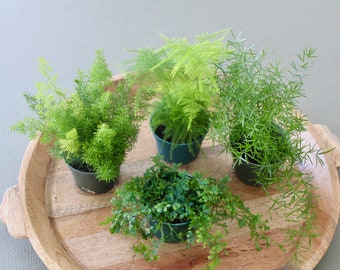 4" Fern Bundle- Any 2 Plants, Plumosa, Sprengeri, Ming, Rainbow, Foxtail