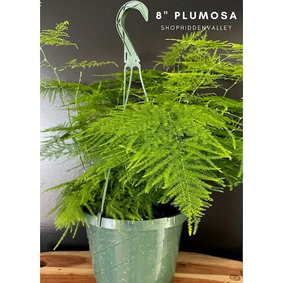 Is Asparagus Fern Bad For Dogs