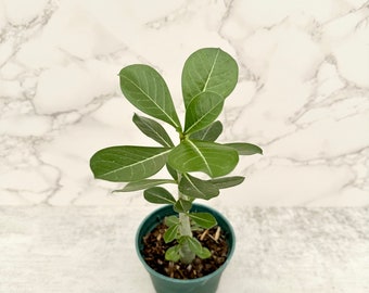 Desert Rose 本体 321 Adenium Obesum Grafted Plant Desert Rose Plant *USA