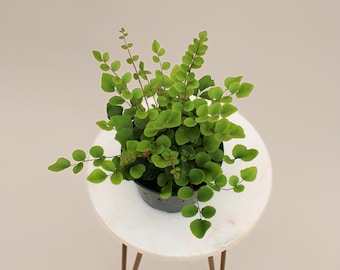 4" Button Fern | Pellaea Rotundifolia | Live Plant