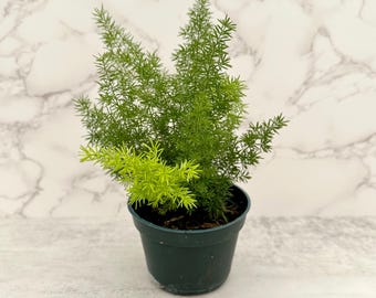 4” Foxtail Fern Pack TWO | Asparagus densiflorus ‘Myersii’ | Textured Patio or Indoor Plant