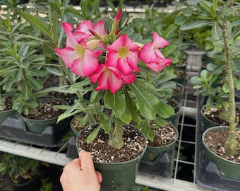 6” Desert Rose (Adenium) Live Plant | Tropical Flowering Succulent | Indoor Outdoor Patio Plant