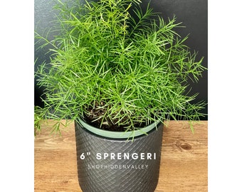 6" Sprengeri (Asparagus densiflorus) Plant